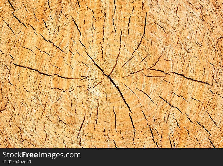 Tree rings are counted to determine the age of a tree.