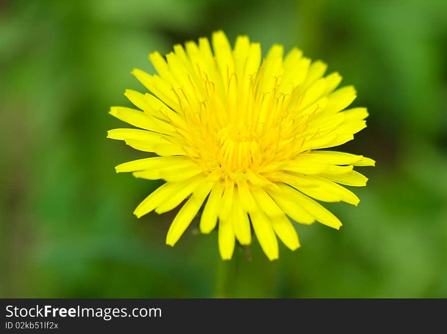 Spring russian small dandelion flower. Spring russian small dandelion flower