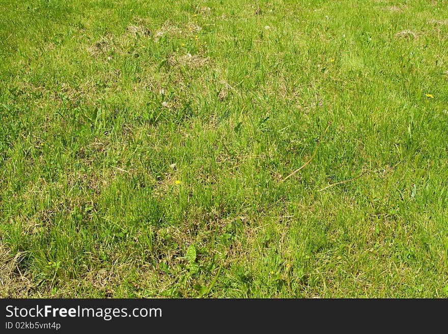 The grass in the meadow