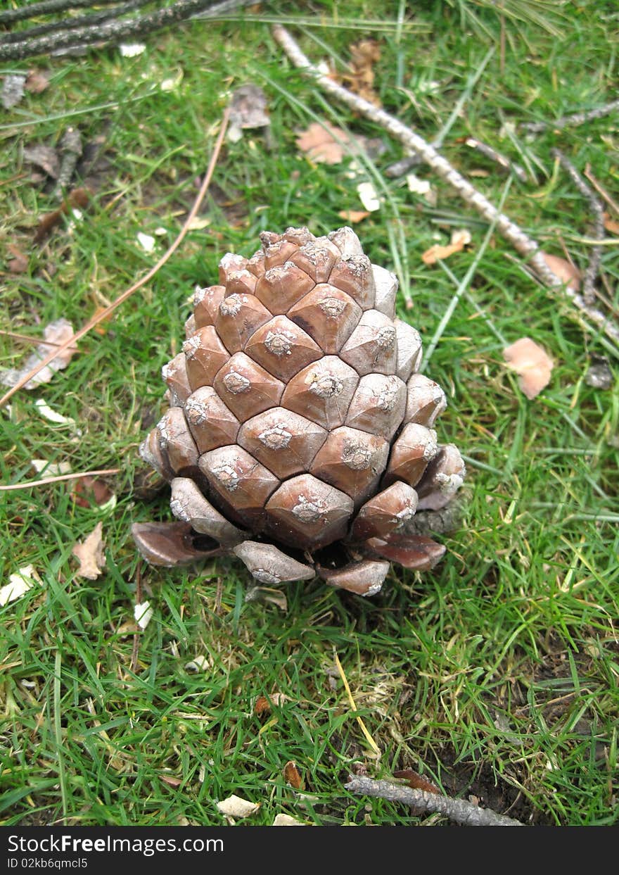 Cone of a pine with forest background