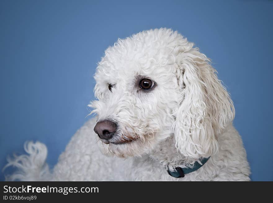 Poodle Portrait