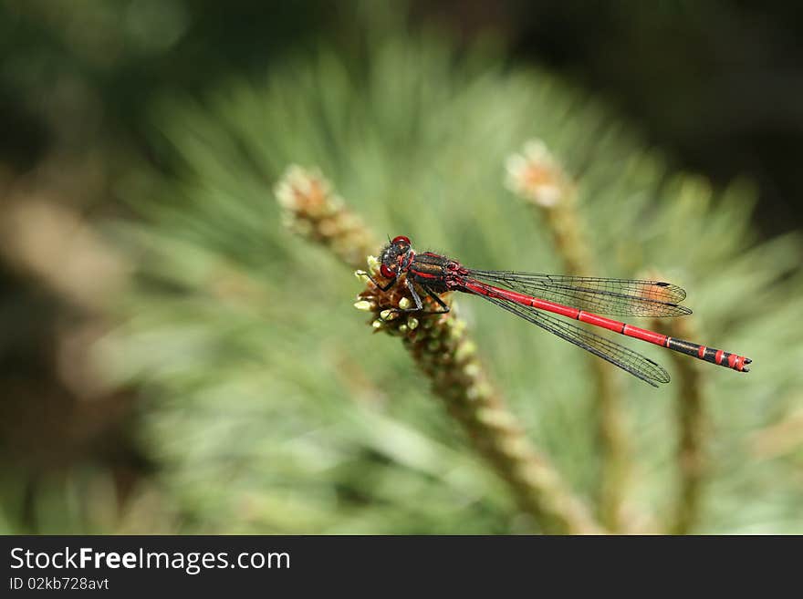 Dragonfly resting on a branch for the next flight. Dragonfly resting on a branch for the next flight