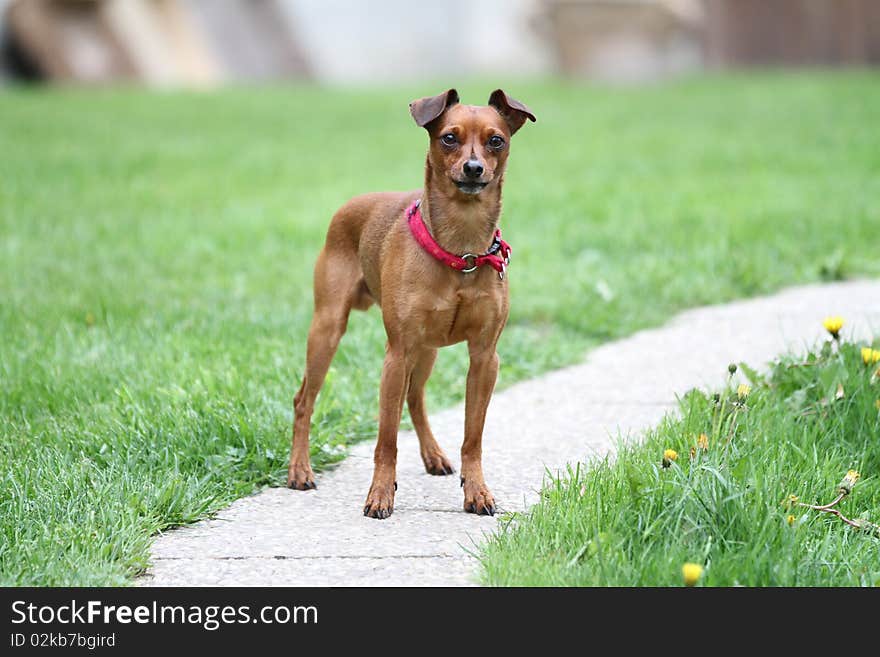 Red small picher on grass. Red small picher on grass