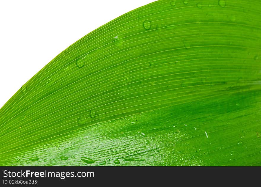 Green leaf with drops of dew on a white background