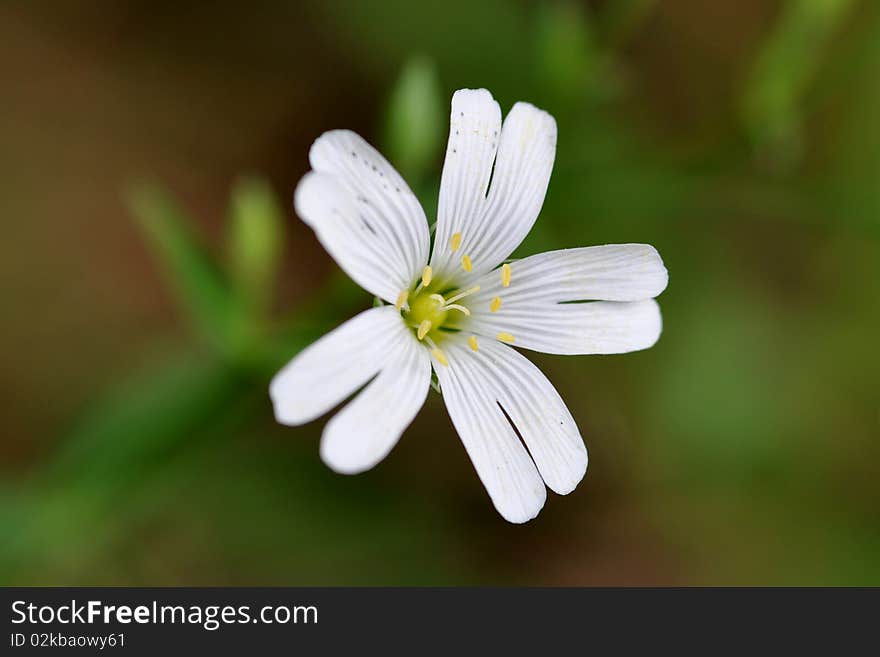 Meadowy flower. Spring flower somwhere in the woods. Meadowy flower. Spring flower somwhere in the woods