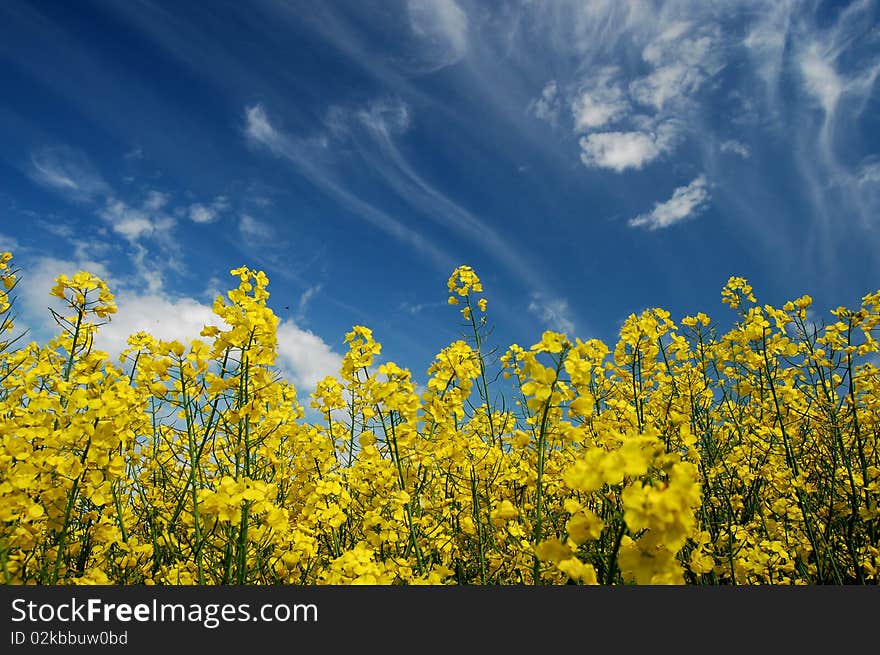 Plenty of yellow oilseed rape flowers against the sky in the springtime. Plenty of yellow oilseed rape flowers against the sky in the springtime