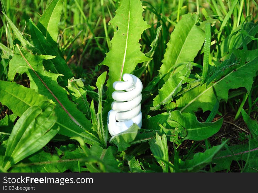 Image of the light bulb that has grown in a green garden. Image of the light bulb that has grown in a green garden