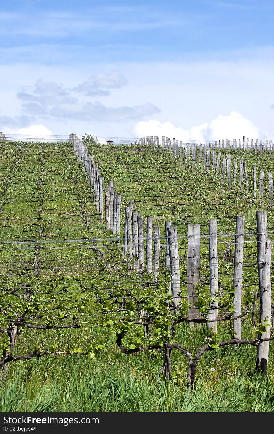 Vineyards on the mountain ,are a lot of work