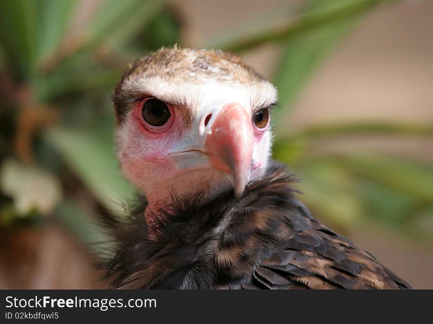 Vulture, right in the eyes