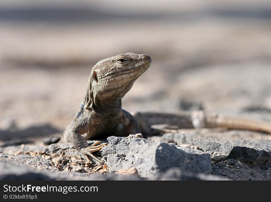 Lizard