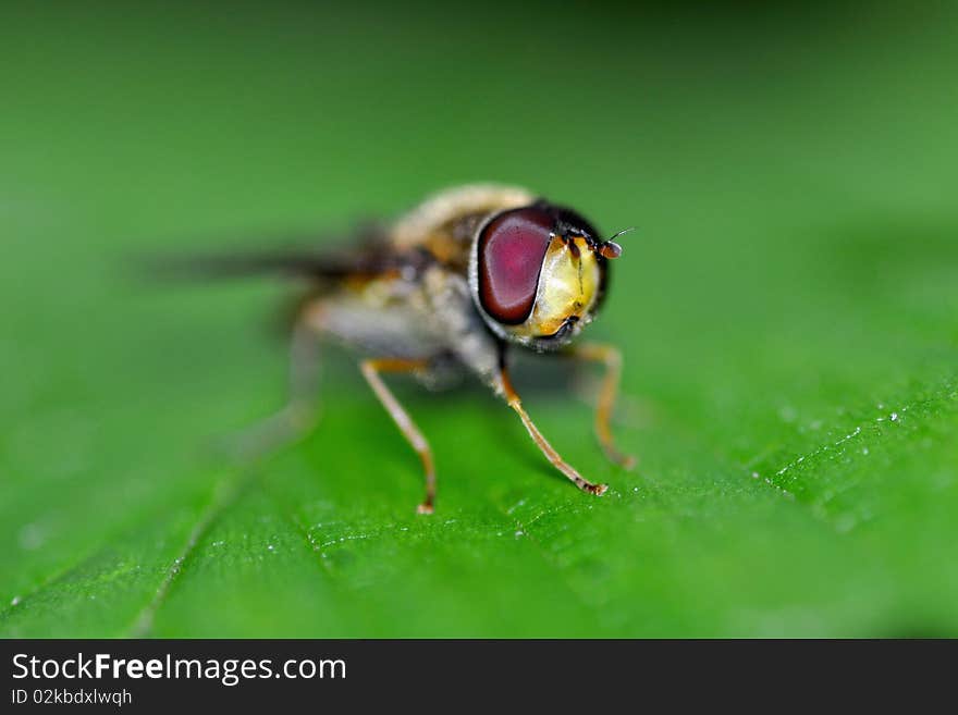 Episyrphus balteatus, Fly