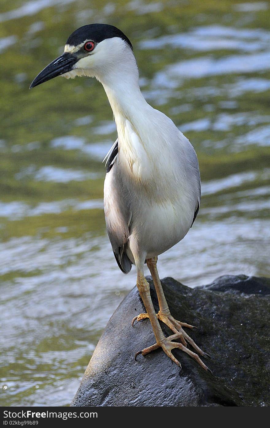 Black Capped Night Heron, vertical portrait