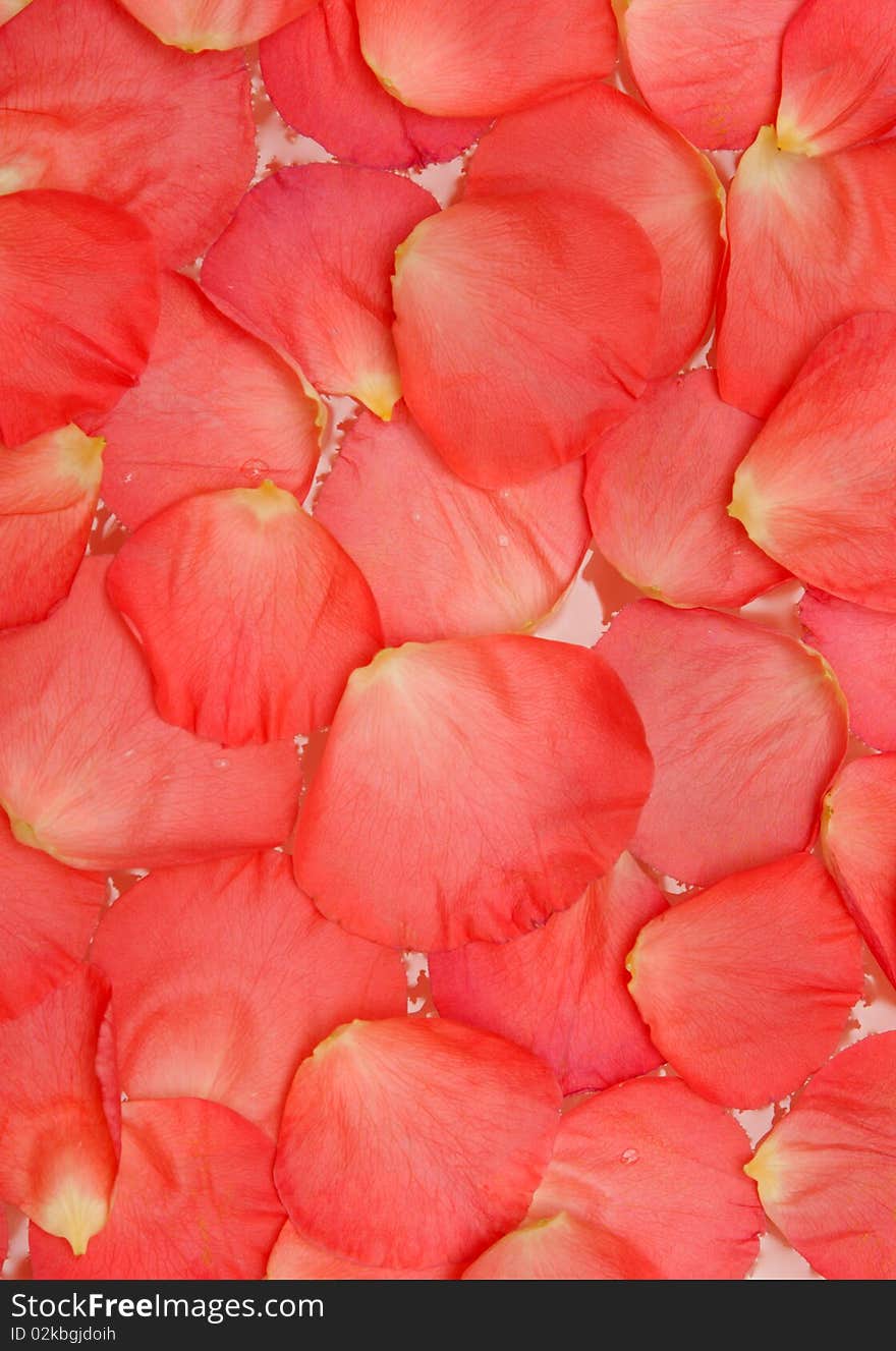 Petal of the roses sail on water on white background