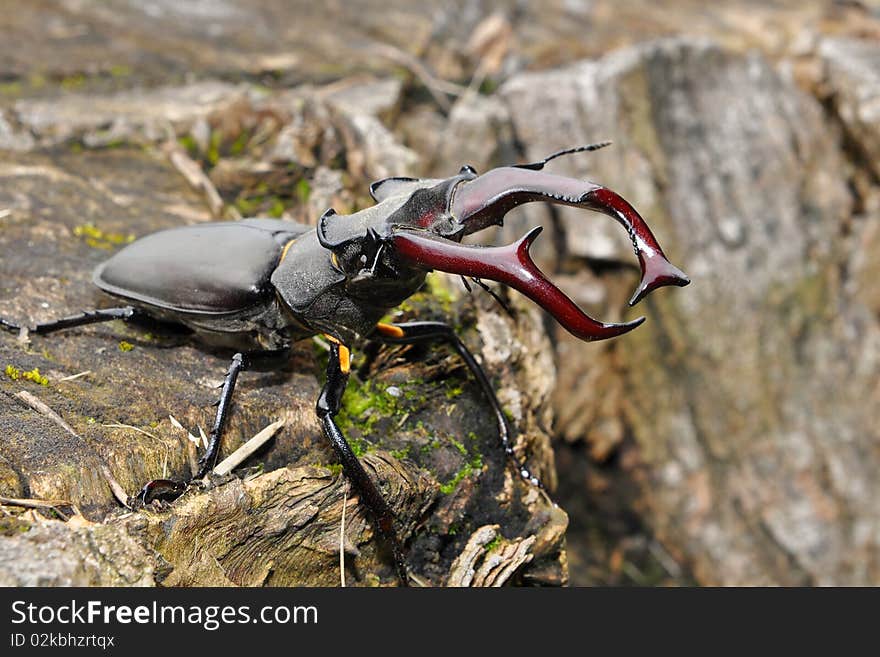 Stag beetle