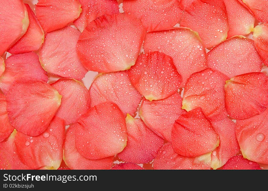 Dripped water on petal of the roses by background