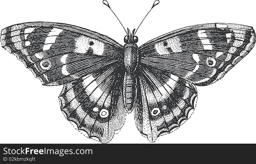 Mottled Butterfly