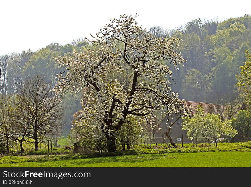 Farm with cherry tree in spring, Hagen, Lower Saxony, Germany, Europe. Farm with cherry tree in spring, Hagen, Lower Saxony, Germany, Europe