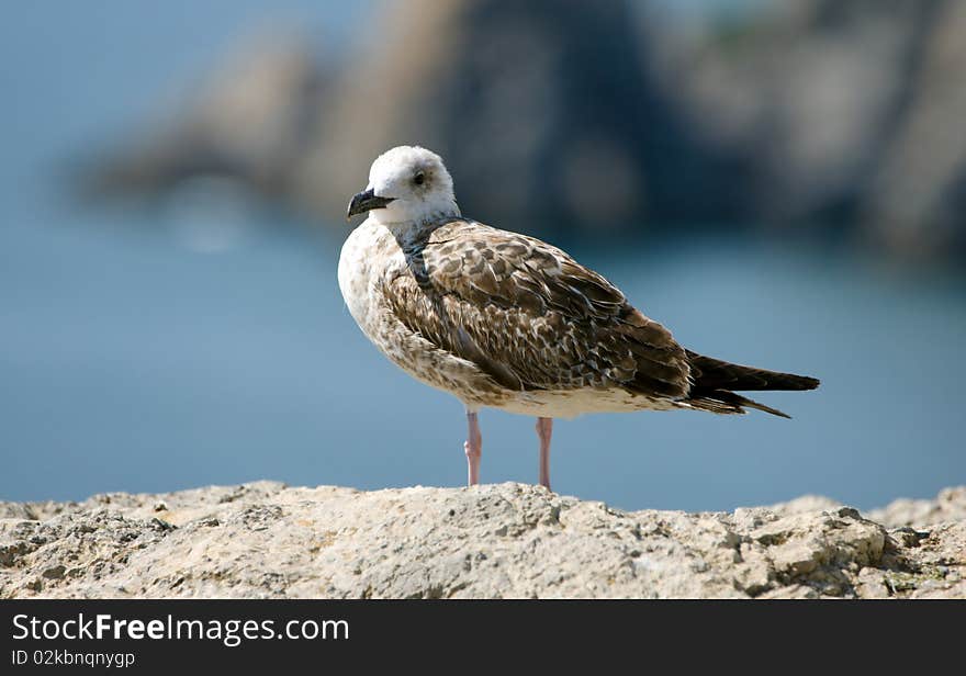 Seagull on the stone