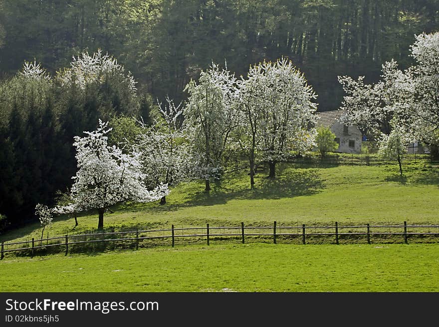 Cherry trees in spring, Hagen, Lower Saxony, Germany, Europe. Cherry trees in spring, Hagen, Lower Saxony, Germany, Europe