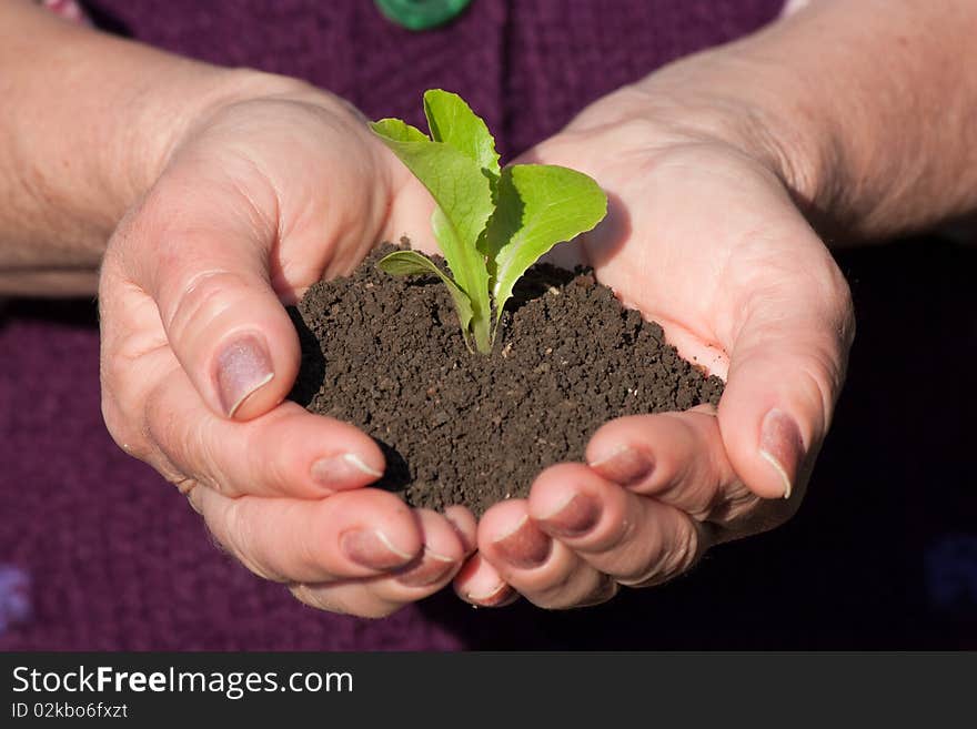 Small sprout in woman hands