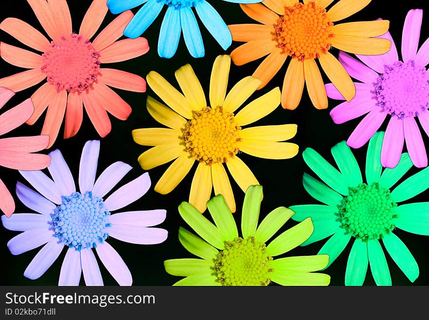 Colour flowers of camomile on black background. Colour flowers of camomile on black background