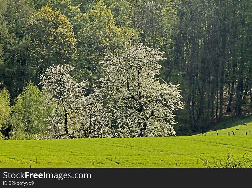 Cherry trees in spring, Hagen, Germany