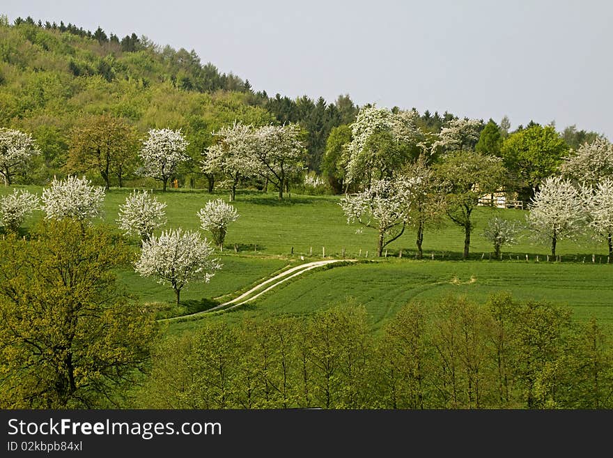 Cherry trees in spring, Hagen, Germany