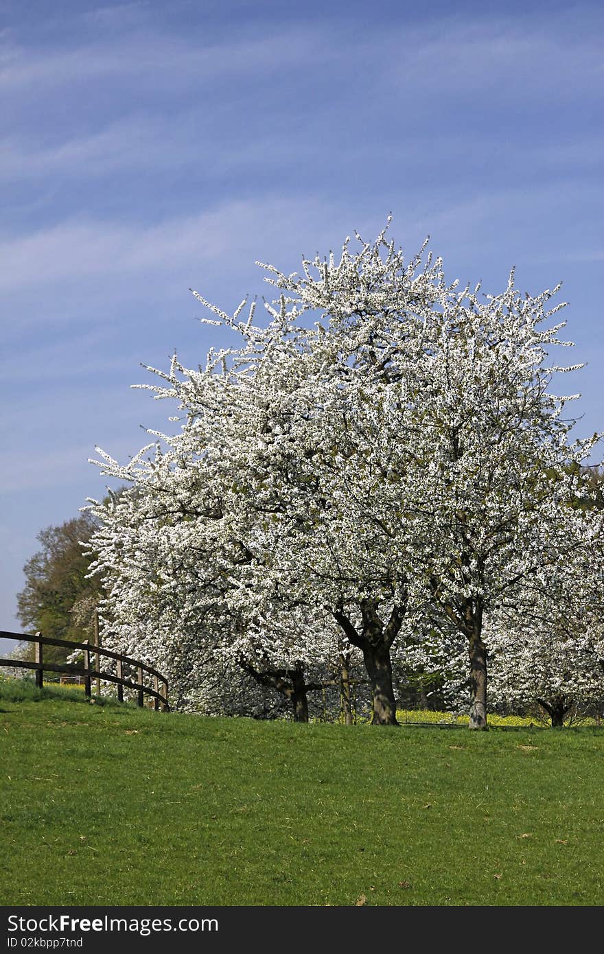 Cherry trees in spring, Hagen, Lower Saxony, Germany, Europe. Cherry trees in spring, Hagen, Lower Saxony, Germany, Europe