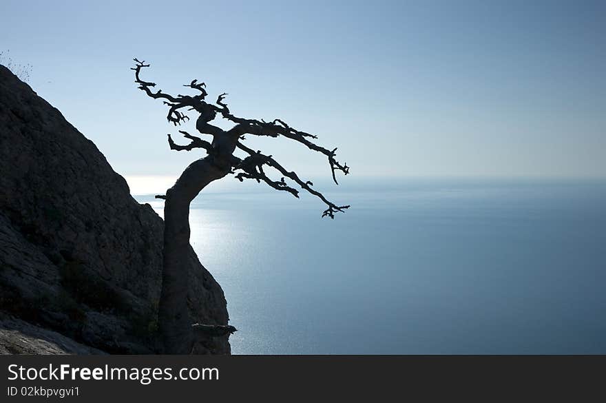 Dead tree on sea coast in Crimea mountains, Black sea