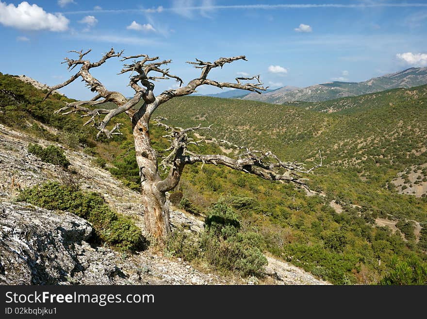 Dead Tree In Mountains