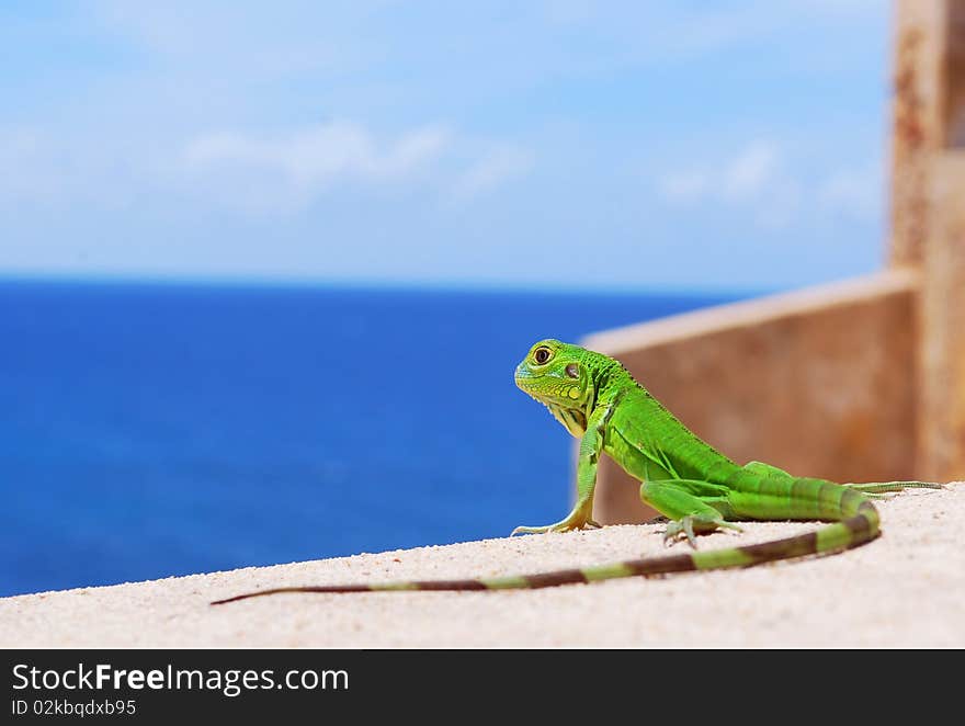 Caribbean Lizard