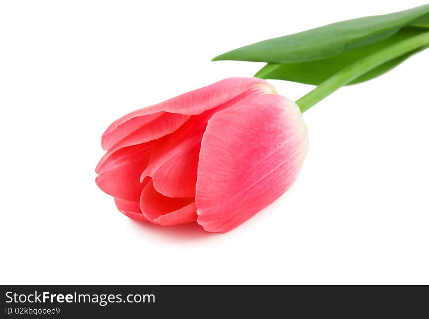 Beautiful pink tulip isolated on white background