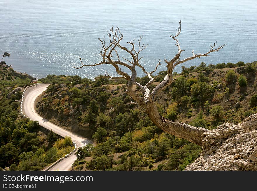 Dead pine tree on rock near to sea coast. Dead pine tree on rock near to sea coast