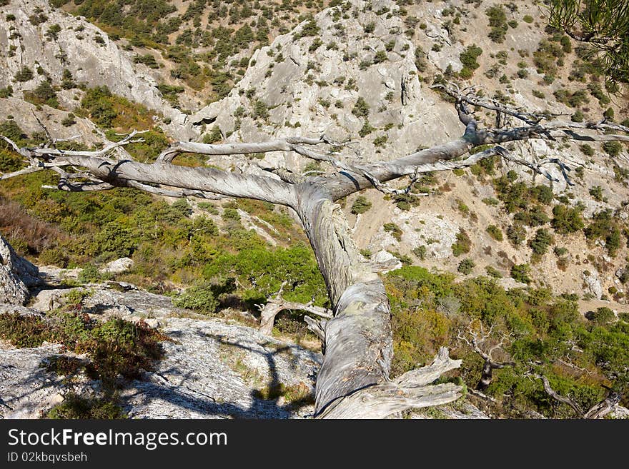 Dead pine tree branches in Crimea mountains