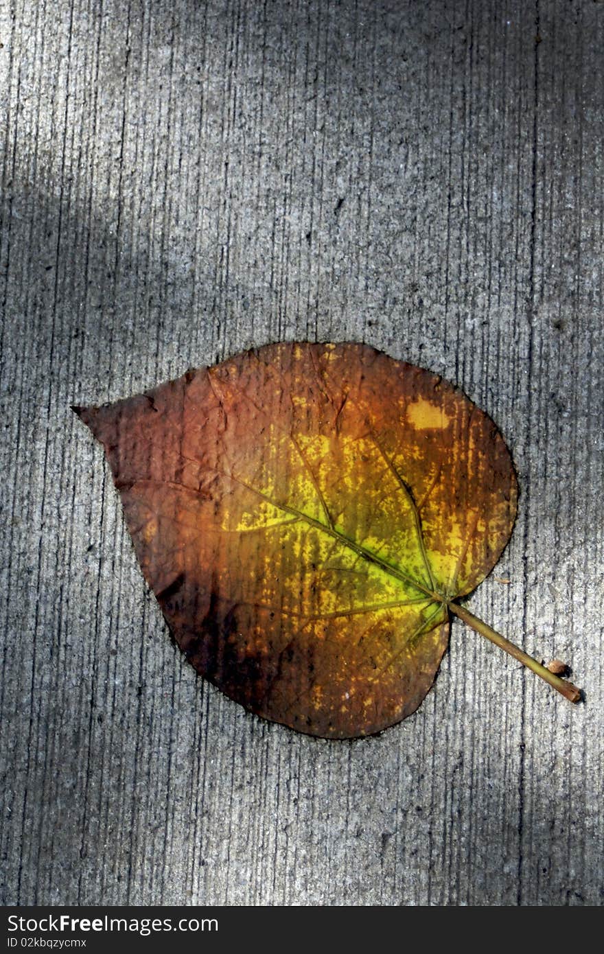 A changing leaf on the sidewalk