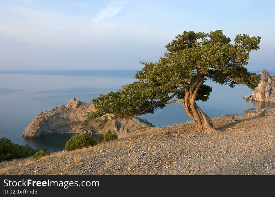 Crimea pine tree on mountain over sea coast. Crimea pine tree on mountain over sea coast