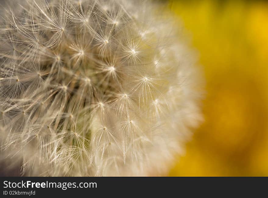 Dandelion Seed background