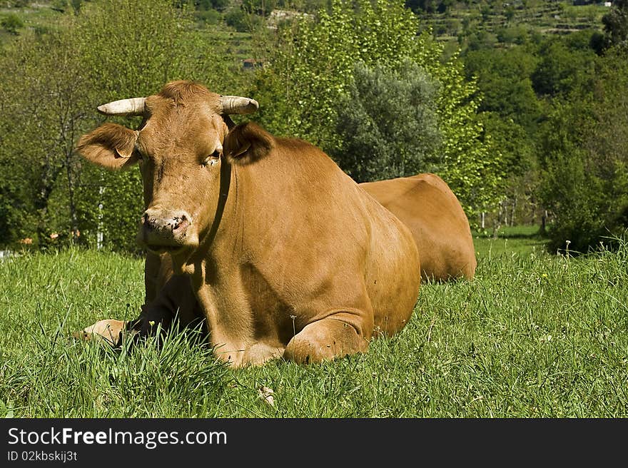 Cow