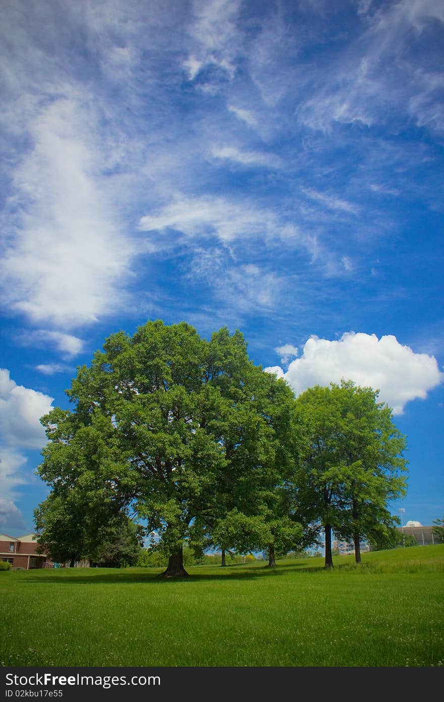 Trees with a beautiful blue sky as a background