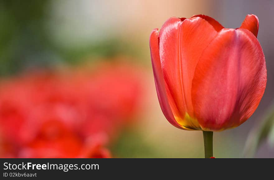 Red tulips in the garden. Red tulips in the garden