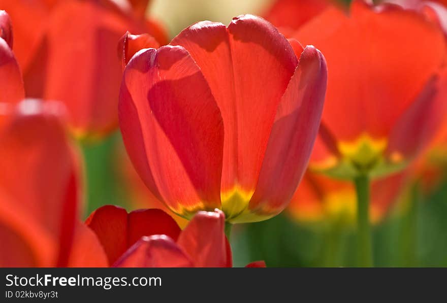 Red tulips in the garden. Red tulips in the garden