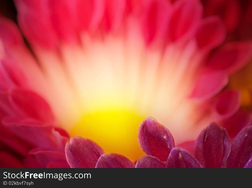 The first rays of morning sunlight reach the center of a flower. The first rays of morning sunlight reach the center of a flower.