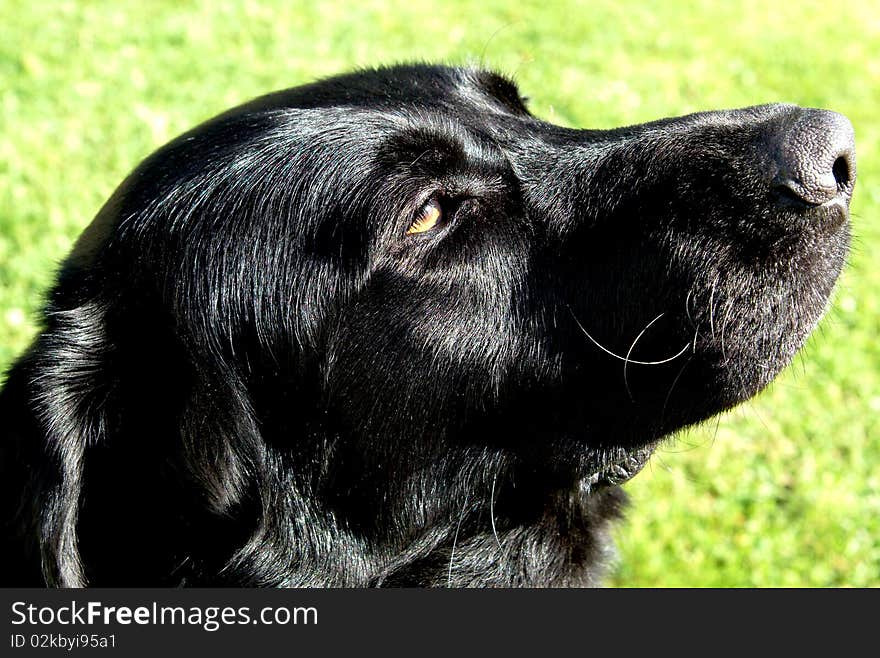 Black labrador looking at the sun on a beautiful afternoon. Black labrador looking at the sun on a beautiful afternoon