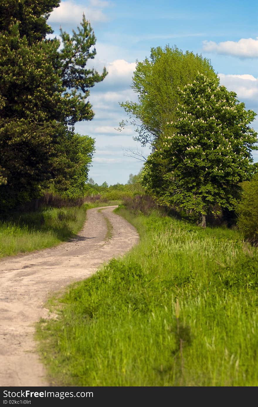 Forest road