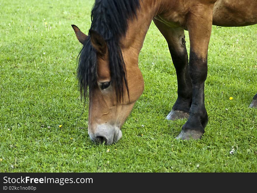 A horse grazing in the meadow