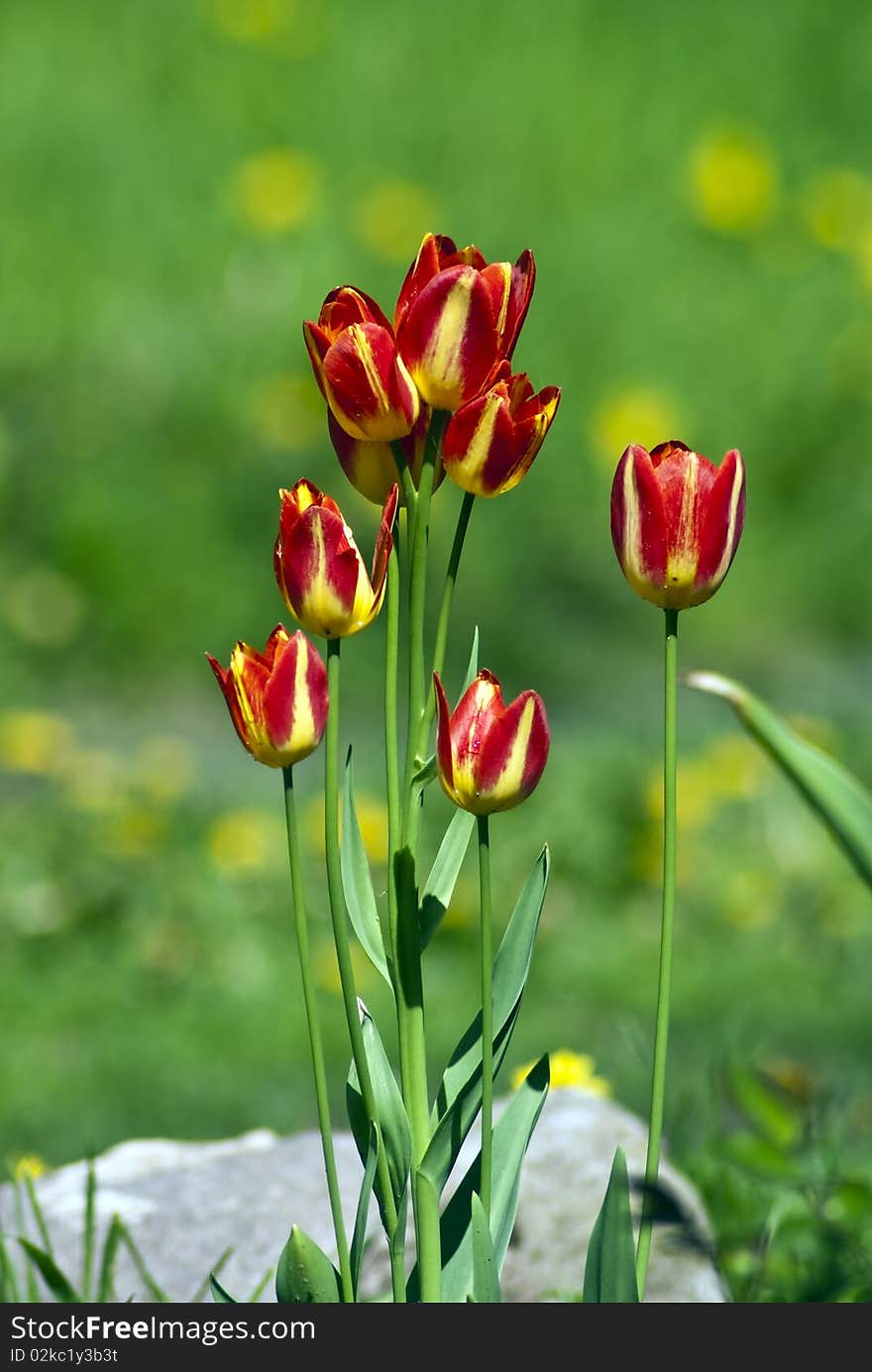 Red tulips on a green background