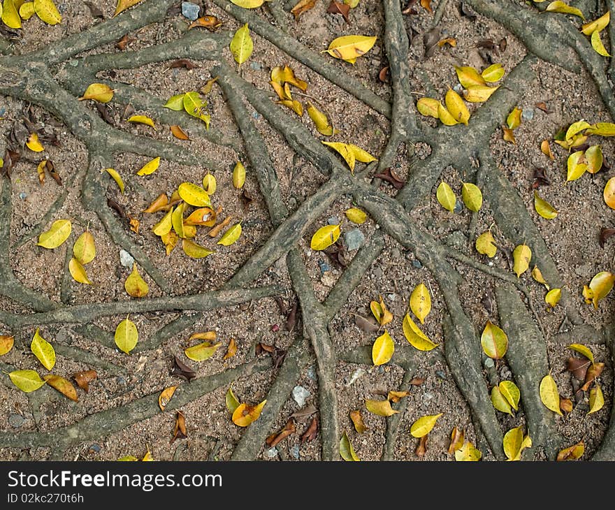 Roots and yellow leafs , image taken from above, u useful for background