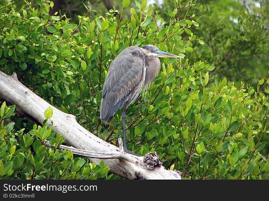 Great Blue Heron Ding Darling Sanibel Florida
