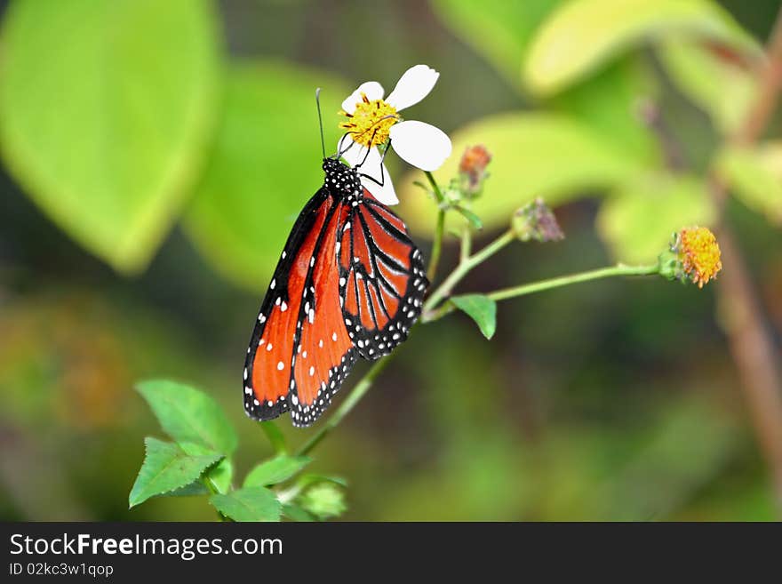 Beautiful orange monarch butterfly on plant Sanibel Florida