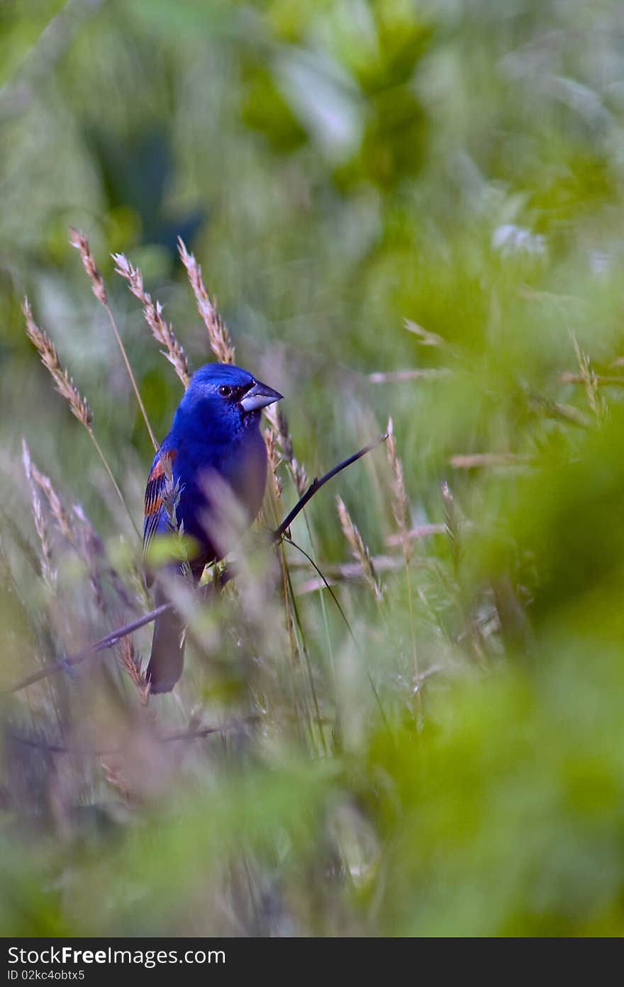 Blue Grosbeak surrounded by colorful foliage.